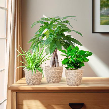 Tierfreundlicher Pflanzenkasten – Zimmerpflanzen-Mix – 3 grüne Pflanzen – Ø12 cm – Korb Sofia Natur – ungiftig für Katzen, Hunde & Kinder