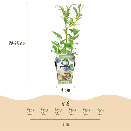 Blaubeere Vaccinium corymbosum Northland winterhart Höhe 30cm 6 Pflanzen Ø9cm – Ertragreiche Blaubeere für Garten Balkon & Terrasse