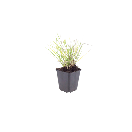 Sesleria autumnalis Ziergras – 60 Pflanzen – Ø9cm – Höhe 10-25cm – Winterhartes Gartengras – Pflegeleicht – Für Beet, Steingarten & Naturgarten