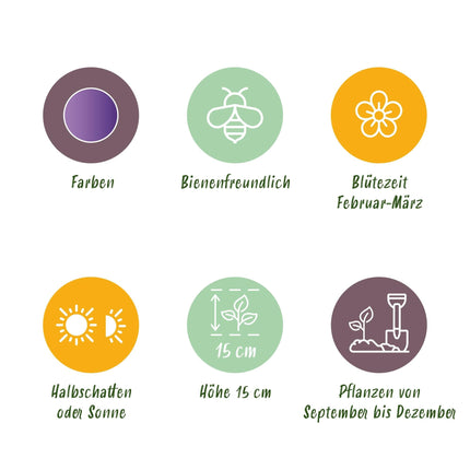 Blumenzwiebeln Crocus Blue – 30 Blumenzwiebeln – Strahlend blaue Krokusse – Frühblühende Blumenzwiebeln für Beet, Balkon & Terrasse – Pflegeleicht