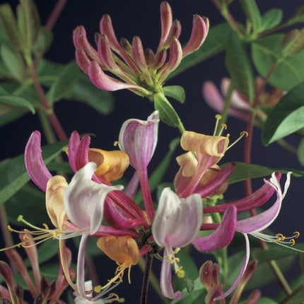 Kletterpflanze Lonicera Serotina – Rosa – Weiße Blüten – Spätsommerblüte – 2 Pflanzen – 11cm x H40cm – Winterhart & Pflegeleicht