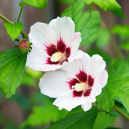 Garteneibisch Hibiscus syriacus Hamabo – Strauch – Blüte Hellrosa – Pflegeleicht – 17cm Höhe 45cm – Für sonnige & halbschattige Standorte