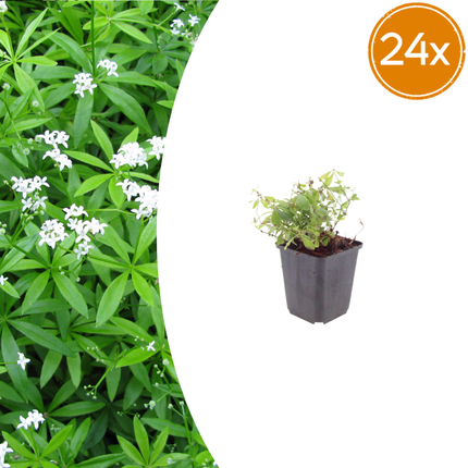Galium odoratum Waldmeister – 24 Pflanzen – Ø9cm – Höhe 10-25cm – Duftender Bodendecker – Weiße Blüten – Pflegeleicht für Schattenbeet & Naturgarten