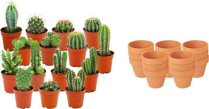 Mini Kaktus Mix – 15 Kakteen – Ø8,1cm Terrakottatopf – Höhe 5-10cm – Pflegeleichte Zimmerpflanzen – Kakteen Set für Fensterbank Büro Zuhause