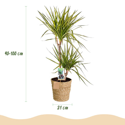 Dracaena Sunray – 90-100cm – 21cm inkl. Naturkorb – Pflegeleichter Drachenbaum – Grün – Gelbes Blattwerk