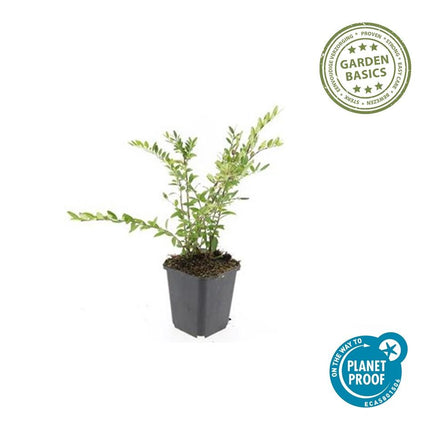 Immergrüne Kriech-Heckenkirsche Lonicera pileata – ↕10-25cm – Ø9cm – 60 Pflanzen – Bodendecker & Niedrige Hecke – Pflegeleicht & Bienenfreundlich