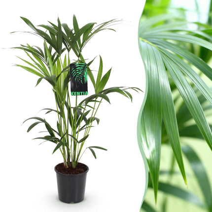 Howea Forsteriana – Kentia – Palme – 80-85cm – 19cm – Pflegeleichte Zimmerpalme mit eleganten Wedeln