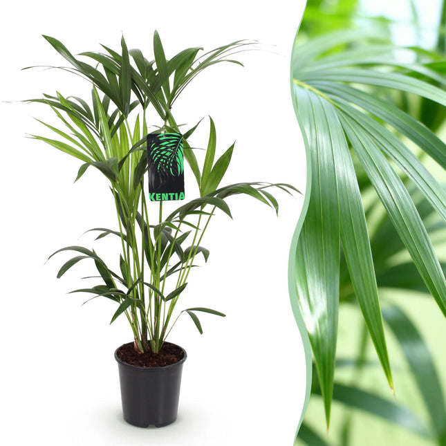 Howea Forsteriana – Kentia – Palme – 80-85cm – 19cm – Pflegeleichte Zimmerpalme mit eleganten Wedeln