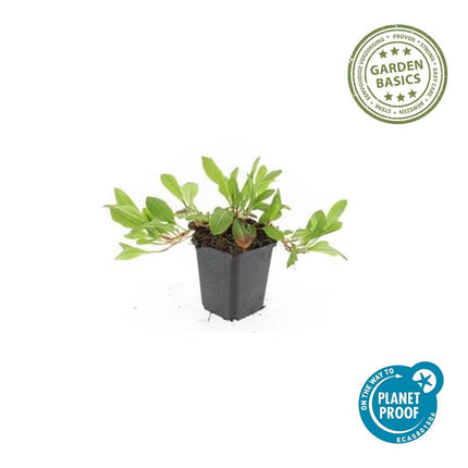 Schneckenknöterich Persicaria aff. 'Darjeeling Red' – ↕10-25cm – Ø9cm – 20 Pflanzen – Farbiges Laub & Pflegeleicht – Staude für Beete