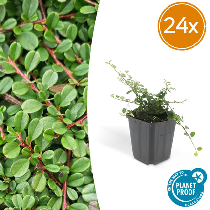 Cotoneaster prostratus 'Streib's Findling' – Flachwachsender Bodendecker – 24 Pflanzen – ↕10–25cm – Ø9cm – Immergrün & winterhart – Weiß blühend & beerentragend – Pflegeleicht