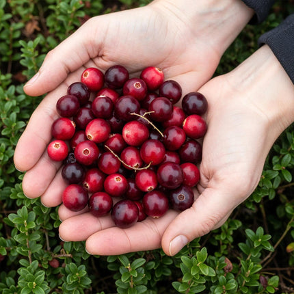 Blaubeere Early Black – Vaccinium macrophylla – Winterharte Obstpflanze – 3 Pflanzen 9cm – Dunkelrote Früchte – Für Beet & Balkon