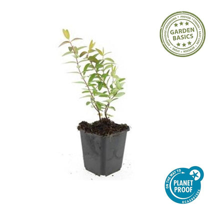 Großblumiges Johanniskraut – Hypericum 'Hidcote' – Ø9cm – ↕10-25 cm – 40 Pflanzen – immergrüner Strauch, gelbe Blüten, bienenfreundlich