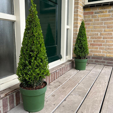 Stechpalme Ilex crenata Pyramide – ↨55 cm – Ø21 cm – Immergrüner, winterharter Buchsbaum-Ersatz für Garten, Terrasse & Topf