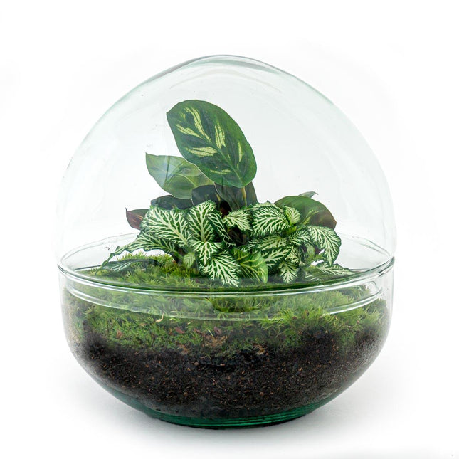 DIY Flaschengarten Set – Dome Glas – Ø20 cm x H20 cm – Mini-Biotop mit Pflanzen & Moos – Selbstversorgendes Pflanzterrarium – Inkl. Fittonia, Calathea, Moos & Zubehör – Pflegeleicht & dekorativ
