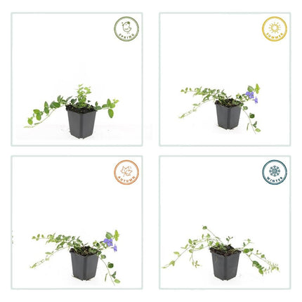 Kleinblättriges weißbuntes Immergrün Vinca minor 'Argenteovariegata' – ↕10-25cm – Ø9cm – 12 Pflanzen – Wintergrüner Bodendecker mit violetten Blüten