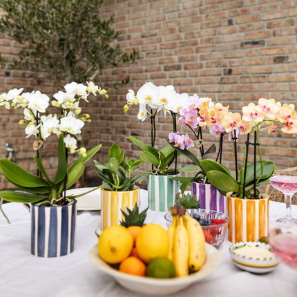Weiße Phalaenopsis Orchidee Lausanne im Painted Stripe Ziertopf Türkis – Ø9cm – Multiflora Zimmerpflanze mit 2-3 Blütentrieben – Stilvoller Orchideentopf für Zuhause & Büro