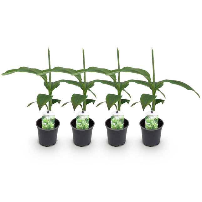 Bananenpflanze Musa Basjoo – 4 Pflanzen – Winterhart – Topf Ø12 cm, Höhe ca. 30 cm – Exotische Garten- und Terrassenpflanze – Große grüne Blätter – Ideal für Beet & Balkon