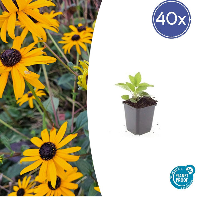 Leuchtender Sonnenhut Rudbeckia fulgida 'Goldsturm' – ↕10-25cm – Ø9cm – 40 Pflanzen – Gelbe Blüten – Bienenfreundlich – Pflegeleichte Staude – Sonniger Standort