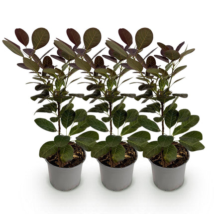 Cotinus coggygria Royal Purple – 3 Pflanzen – 12cm – Höhe ca. 35cm