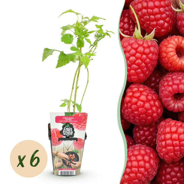 Himbeere Rubus idaeus Ottawa winterhart 6 Pflanzen Ø9cm Höhe 30cm – Rote Himbeere für Garten Beet Balkon & Terrasse – Süße Früchte