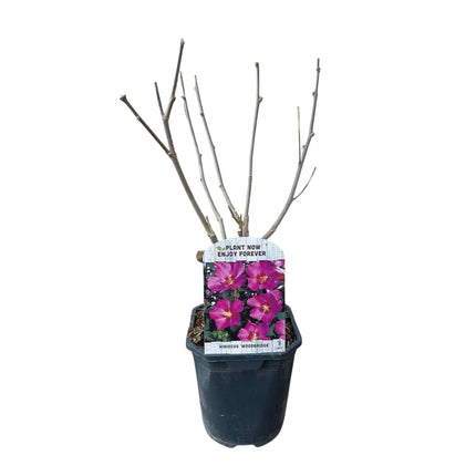 Garteneibisch Hibiscus syriacus Woodbridge – Strauch – Blüte Rosa – Laubabwerfend – Pflegeleicht – 17cm Höhe 45cm – Für Garten & Terrasse