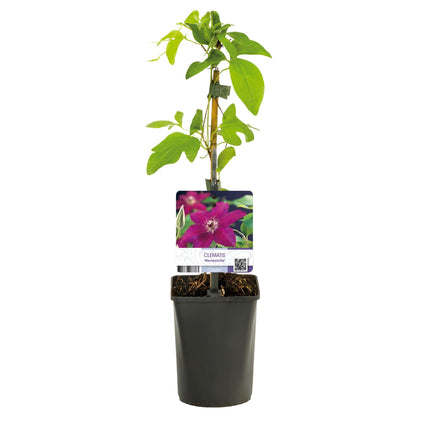 Kletterpflanze Clematis Westerplatte – Tiefviolette Blüten mit weißem Rand – 2 Pflanzen – 11 cm x H40 cm – Pflegeleicht & Robust – Ideal für Garten, Balkon & Pergolen