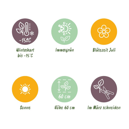 Mahagonigras – Uncinia rubra 'Everflame' – Rotes Ziergras – Immergrün – Pflegeleicht – Für Beete & Töpfe – 2 Pflanzen Ø17 cm – Höhe ca. 50 cm