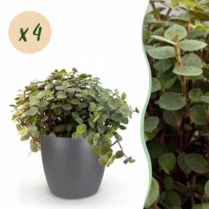 Calissia Repens Zimmerpflanze 4er Set mit grauem Topf Ø12cm Höhe 17-20cm Haustierfreundliche Grünpflanze pflegeleicht für Wohnzimmer Büro Schlafzimmer