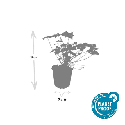 Storchschnabel Geranium macrorrhizum 'Czakor' – ↕10-25cm – Ø9cm – 6 Pflanzen – Tiefrosa Blüten – Aromatisches Laub – Robuster Bodendecker