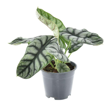 Alocasia Nebula Silver Compacta – Zimmerpflanze – Ø14cm – ↕30cm – Exotisches Blattdesign – Pflegeleicht & dekorativ