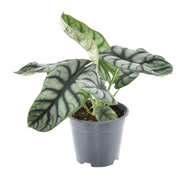 Alocasia Nebula Silver Compacta – Zimmerpflanze – Ø14cm – ↕30cm – Exotisches Blattdesign – Pflegeleicht & dekorativ