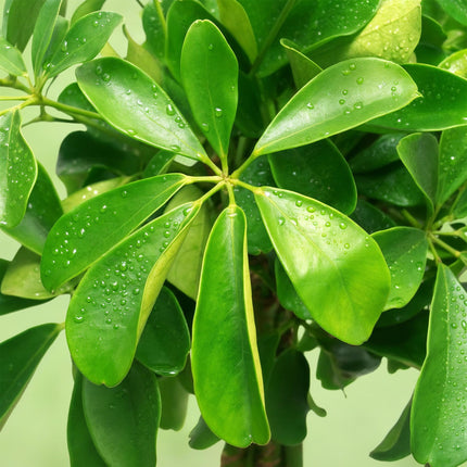 Schefflera Nora – 70-82cm – 21cm – Pflegeleichter Fingerbaum – Dunkelgrüne Zimmerpflanze für Wohnzimmer, Büro & Schlafzimmer – Luftreinigend & robust
