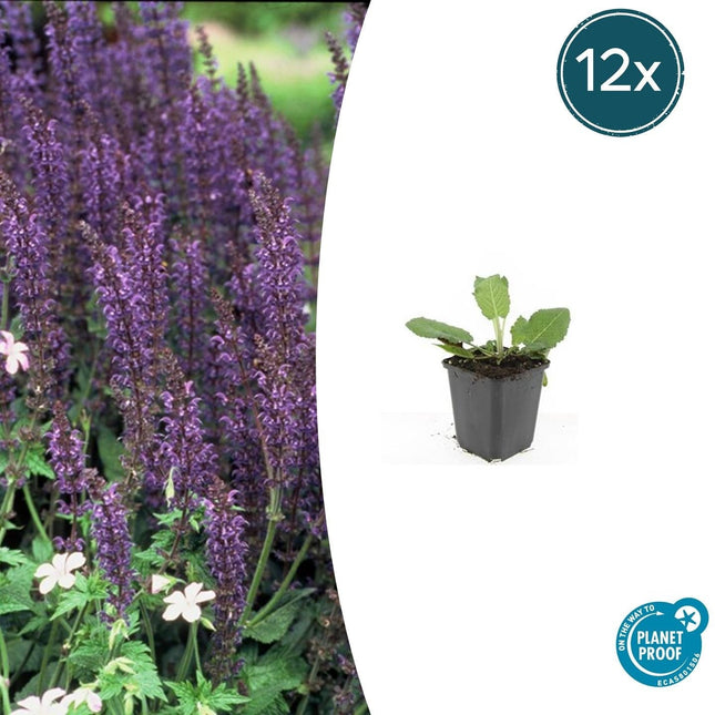 Blüten – Salbei Salvia nemorosa 'Mainacht' – ↕10-25cm – Ø9cm – 12 Pflanzen – Bienenfreundlich – Blau – Pflegeleicht – Sonniger Standort