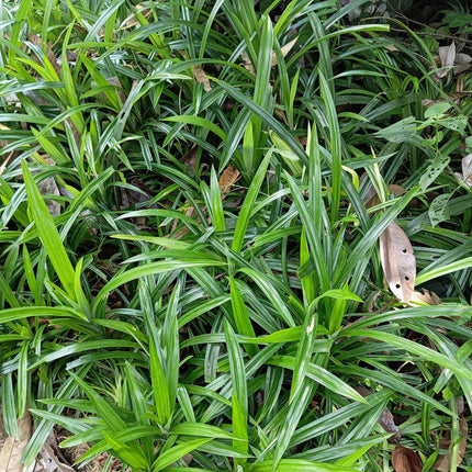 Ziergras Segge Carex morrowii Irish Green – Immergrün & winterhart – Frischgrünes Ziergras – Höhe ca. 50cm – 17cm – Für Beet, Kübel & Terrasse