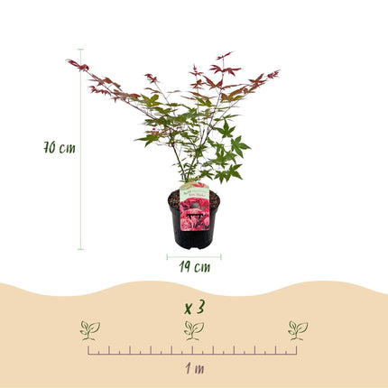 Japanischer Ahorn – Acer palmatum 'Beni Maiko' – 2 Pflanzen – ca. 70cm hoch – Ø19cm – tiefgrünes Laub, herbstlich scharlachrot