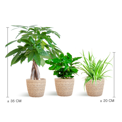 Tierfreundlicher Pflanzenkasten – Zimmerpflanzen-Mix – 3 grüne Pflanzen – Ø12 cm – Korb Sofia Natur – ungiftig für Katzen, Hunde & Kinder