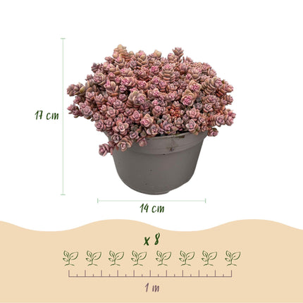Bodendecker Alpenmischung – 8 Pflanzen – Winterhart & pflegeleicht – Verschiedene Farben – Für Beete, Balkon & Terrasse – Ø14cm H17cm