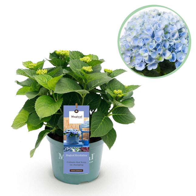 Hortensie Magical Revolution Blue – Blau – 2 Pflanzen – Hydrangea macrophylla – 23cm – Ca. 55cm hoch – 6-10 Blüten – Für Beet, Balkon & Terrasse