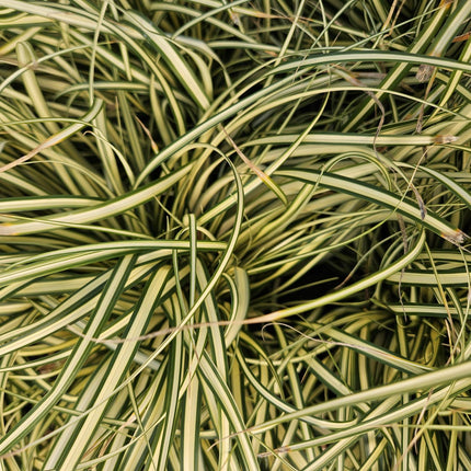 Carex oshimensis 'Evergold' – 48 Pflanzen – ↕10-25 cm – Ø9 cm – Winterhartes Ziergras – Bodendecker für schattige Gärten