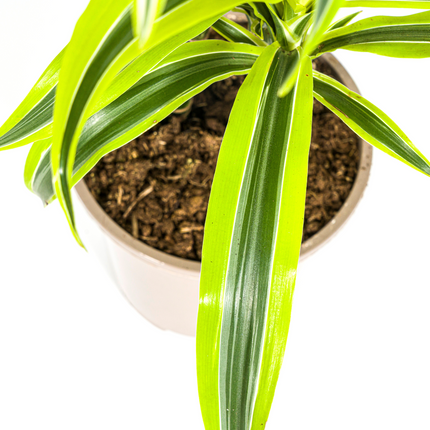 Drachenbaum Dracaena Deremensis Lemon Lime – Zimmerpflanze – Ø19cm – 70-90cm hoch – Lebendige grüne Blätter mit hellgrünem Rand – Pflegeleicht & dekorativ