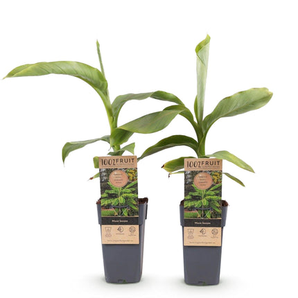 Japanische Faserbanane – Musa basjoo – Winterhart – 2 Pflanzen – Ø15cm – Höhe ca. 50cm – Tropische Optik & essbare Früchte – Pflegeleicht
