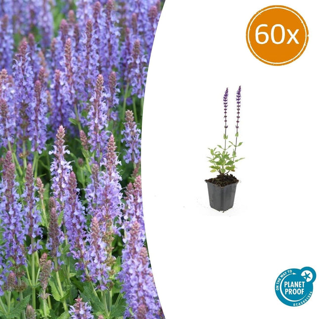 Blüten – Salbei Salvia nemorosa 'Caradonna' – ↕10-25cm – Ø9cm – 60 Pflanzen – Staude mit violetten Blütenkerzen & dunklen Stängeln