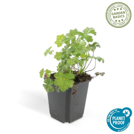 Cambridge Storchschnabel – Geranium cantabrigiense 'Biokovo' – ↕10-25cm – Ø9cm – 6 Pflanzen – Weiß – rosa Blüten – Bodendecker – Pflegeleicht