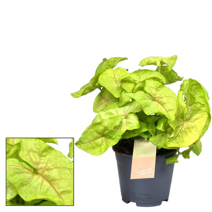 Syngonium Golden 'Feel Green' – Zimmerpflanze – Ø14cm – ↕30cm – Pfeilblatt mit goldgrünem Laub – Pflegeleicht & dekorativ – Für helle Innenräume