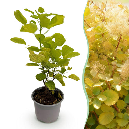 Cotinus coggygria Golden Spirit – Gelbes Laub – 12cm – Höhe ca. 35cm – Laubfallender Perückenstrauch mit gelbem Sommerlaub & orange – Pflegeleicht