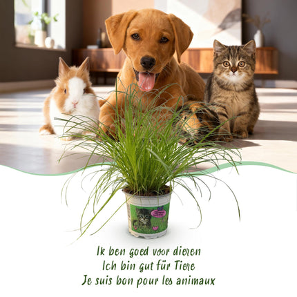 Cyperus Alternifolius Zumula Katzengras – Zimmerpflanze im grauen Topf Ø12cm Höhe20cm – Haustierfreundliche Grünpflanze – Pflegeleicht