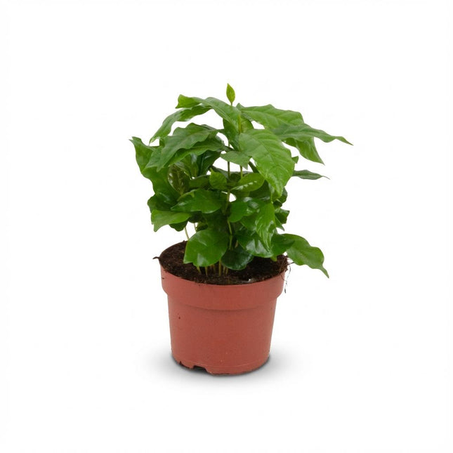Kaffeepflanze Coffea Arabica Weiß – Pflegeleichte Grünpflanze 12cm – Höhe 15-20cm – Dekorative Kaffeepflanze für Wohnzimmer Büro & Fensterbank