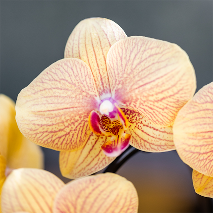 Orchidee gelb/rosa Sunny Bunny im Retro Übertopf ocker Ø12cm – blühende Zimmerpflanze frisch vom Züchter – warmer 70er-Look Ziertopf