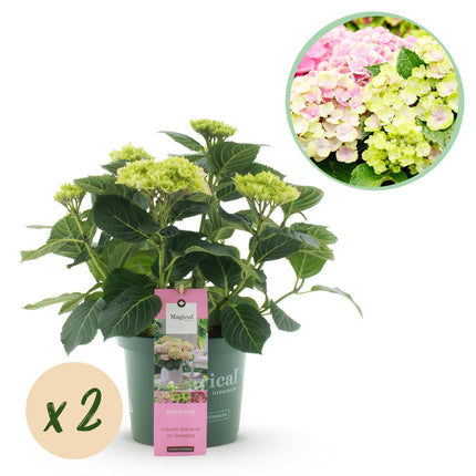 Hortensie Magical Jewel Pink – Rosa – 2 Pflanzen – Hydrangea macrophylla – Je im 23cm Topf – Ca. 55cm hoch – 6-10 Blüten