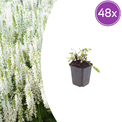 Salvia nemorosa Schneehügel – 48 Pflanzen – Ø9cm – Höhe 10-25cm – Steppensalbei – Hellblaue Blütenähren – Bienenfreundliche Staude für Beet & Steingarten